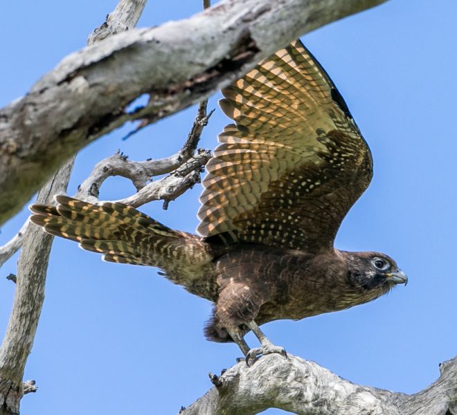 brown-falcon